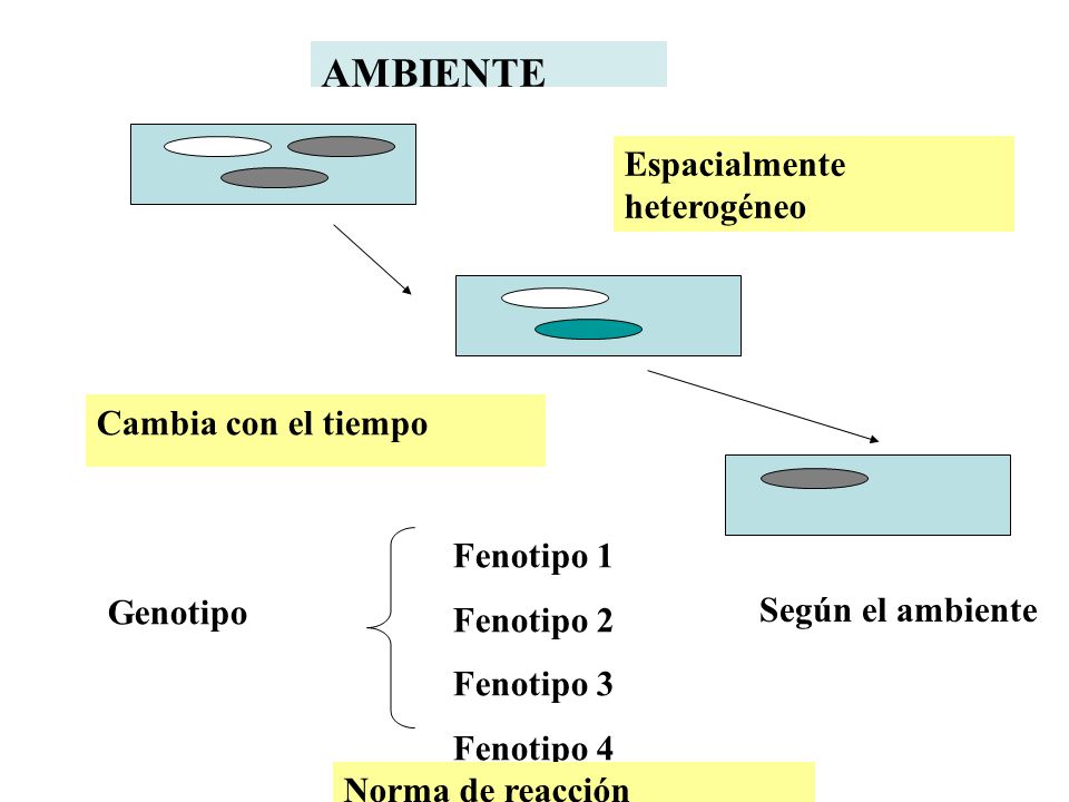 AMBIENTE Espacialmente heterogéneo Cambia con el tiempo Fenotipo 1