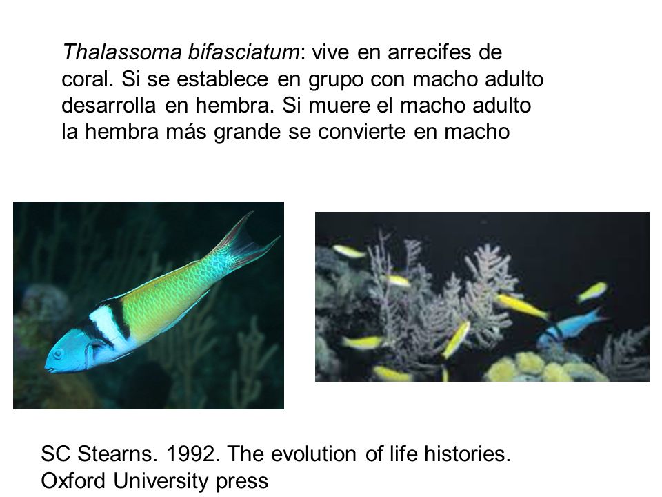 Thalassoma bifasciatum: vive en arrecifes de coral