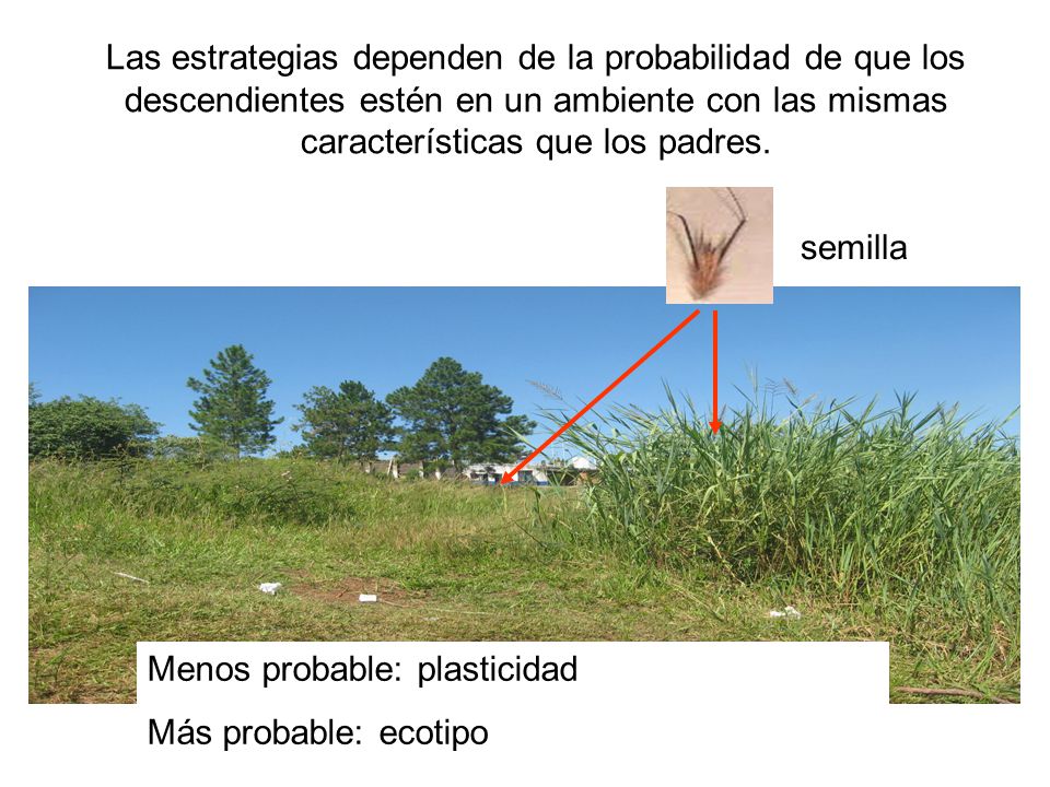 Las estrategias dependen de la probabilidad de que los descendientes estén en un ambiente con las mismas características que los padres.