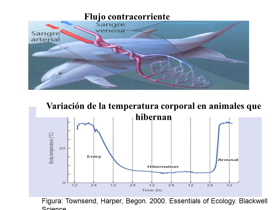 Variación de la temperatura corporal en animales que hibernan