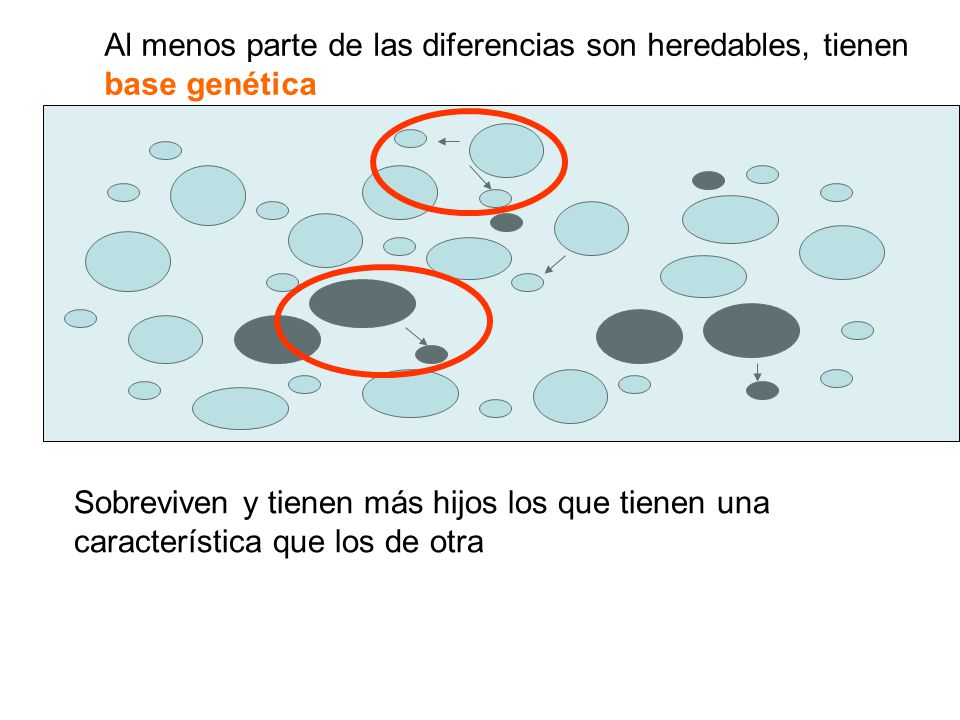 Al menos parte de las diferencias son heredables, tienen base genética