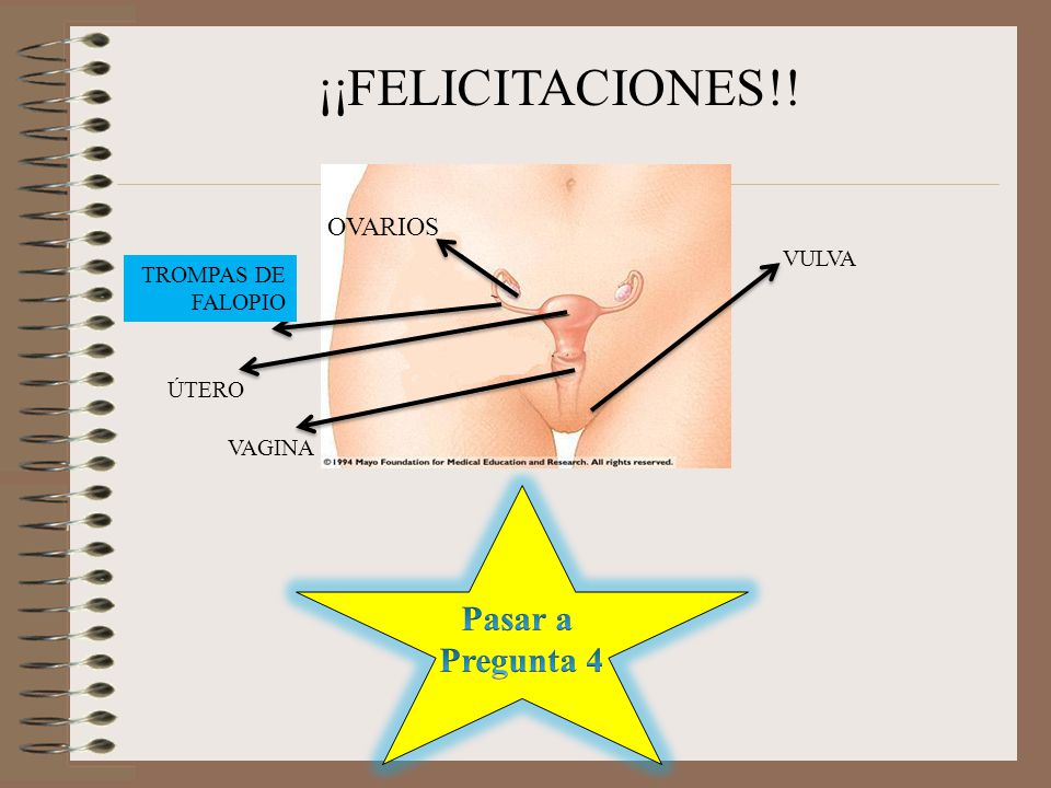 ¡¡FELICITACIONES!! Pasar a Pregunta 4 OVARIOS VULVA TROMPAS DE FALOPIO