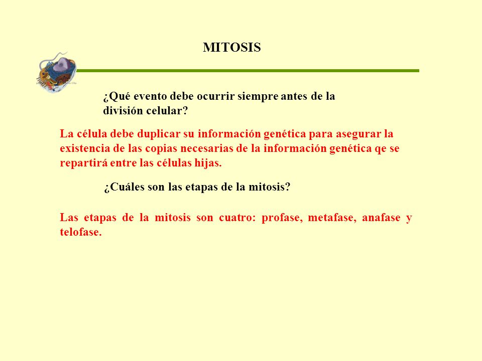 MITOSIS ¿Qué evento debe ocurrir siempre antes de la división celular