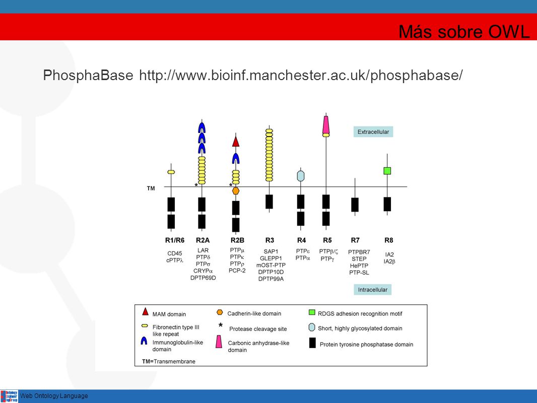 PhosphaBase