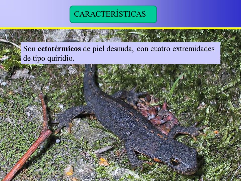 CARACTERÍSTICAS Son ectotérmicos de piel desnuda, con cuatro extremidades de tipo quiridio. 4