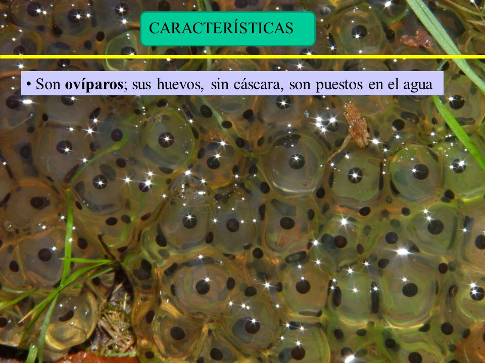 Son ovíparos; sus huevos, sin cáscara, son puestos en el agua