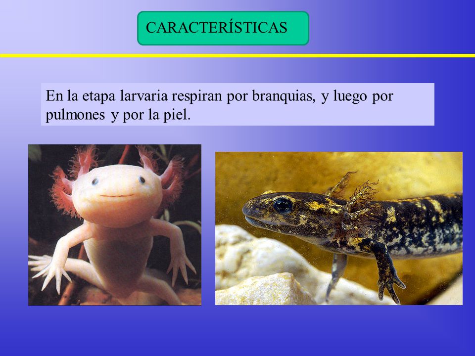 CARACTERÍSTICAS En la etapa larvaria respiran por branquias, y luego por pulmones y por la piel. 7