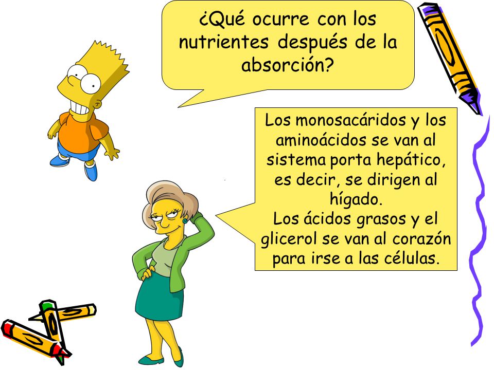 ¿Qué ocurre con los nutrientes después de la absorción