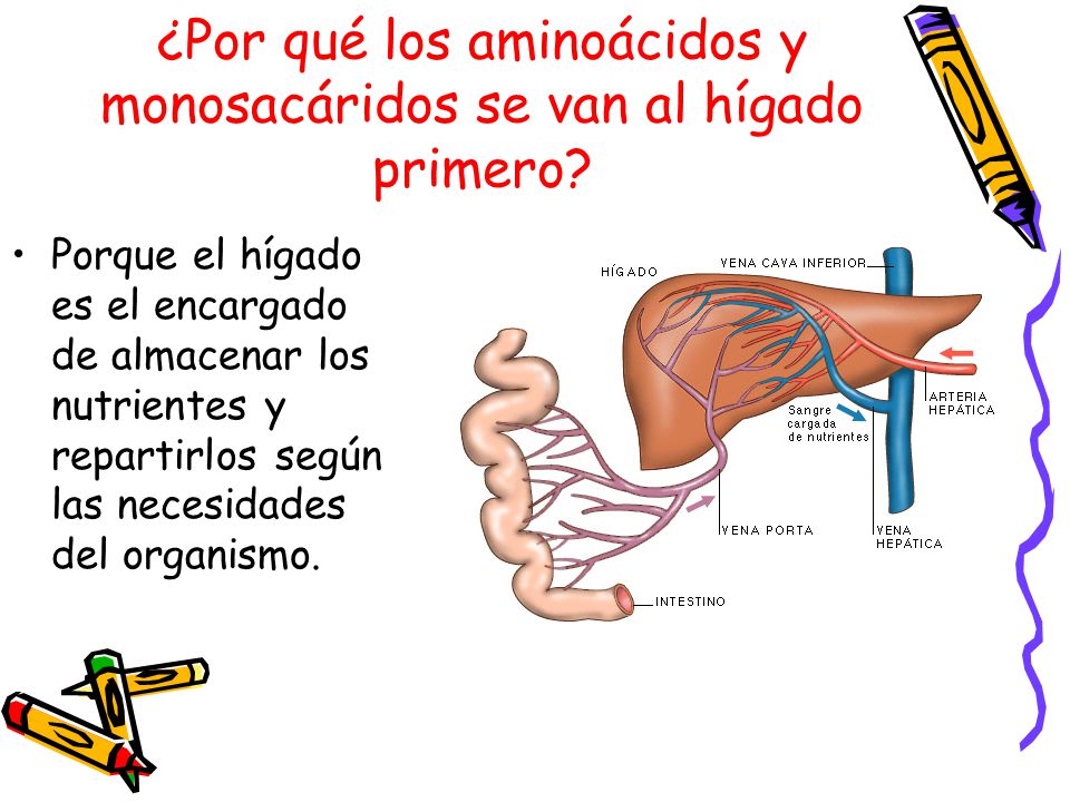 ¿Por qué los aminoácidos y monosacáridos se van al hígado primero