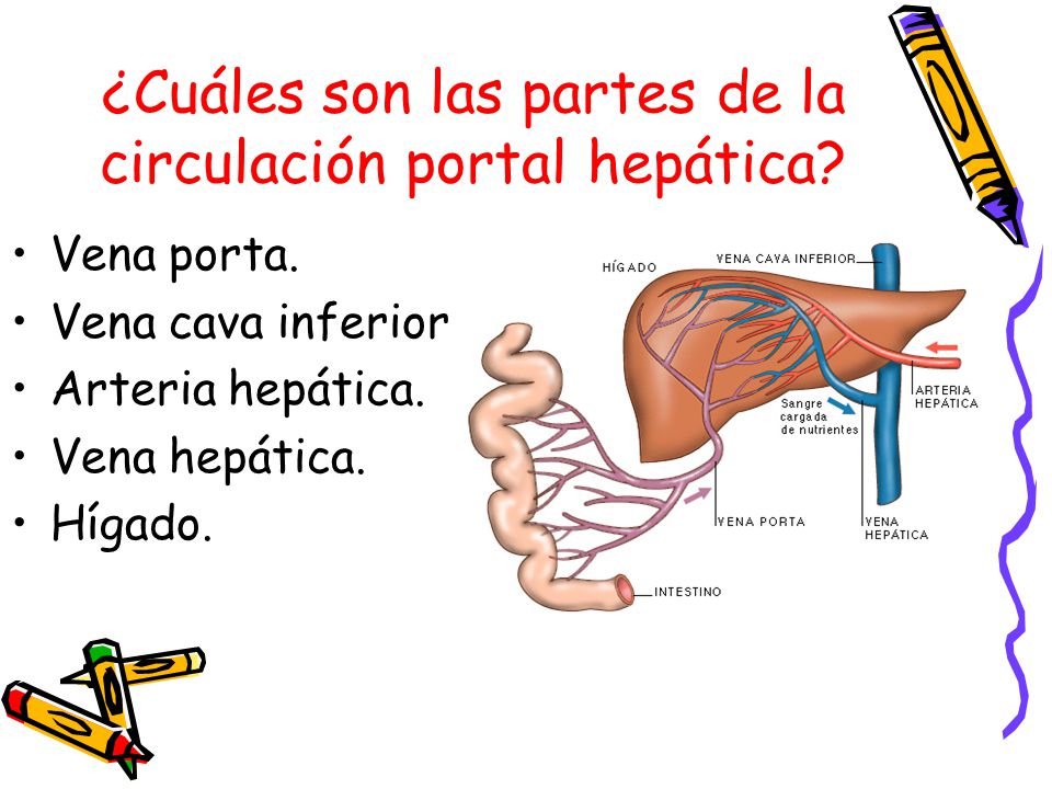¿Cuáles son las partes de la circulación portal hepática