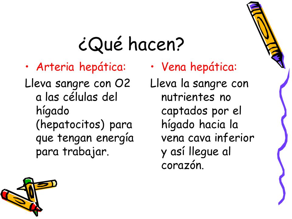 ¿Qué hacen Arteria hepática: