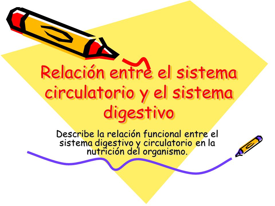 Relación entre el sistema circulatorio y el sistema digestivo