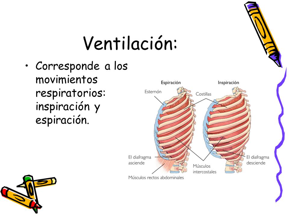 Ventilación: Corresponde a los movimientos respiratorios: inspiración y espiración.