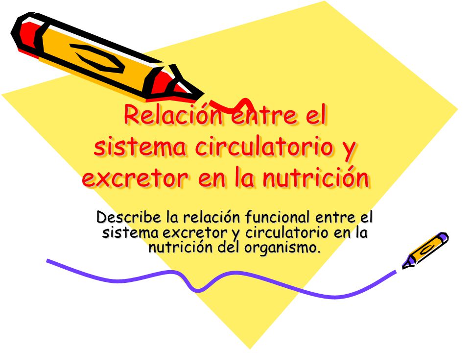 Relación entre el sistema circulatorio y excretor en la nutrición
