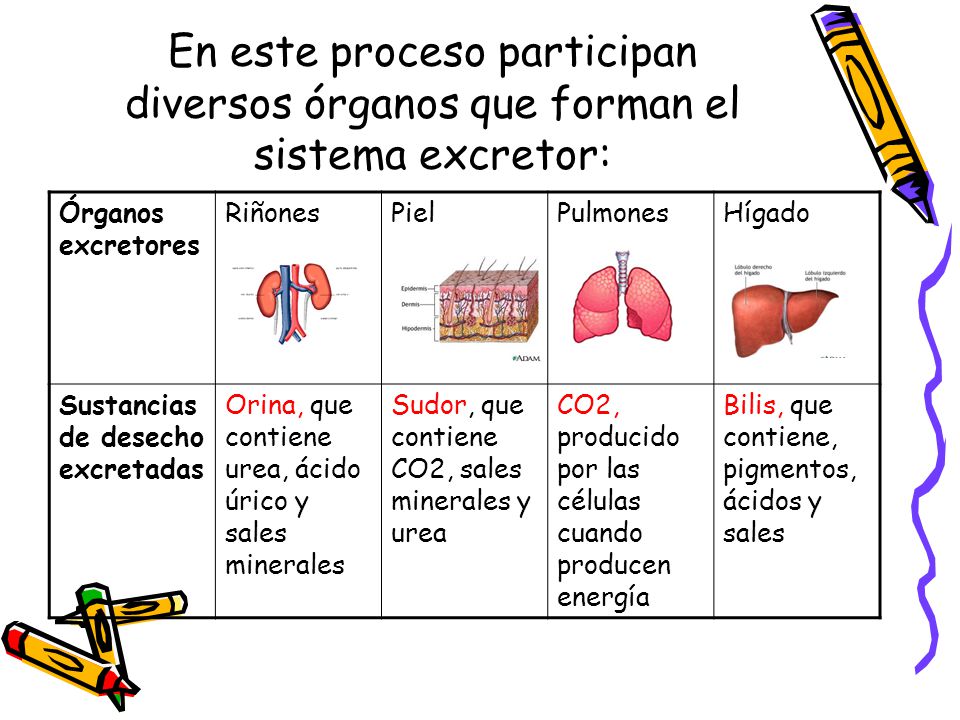 En este proceso participan diversos órganos que forman el sistema excretor: