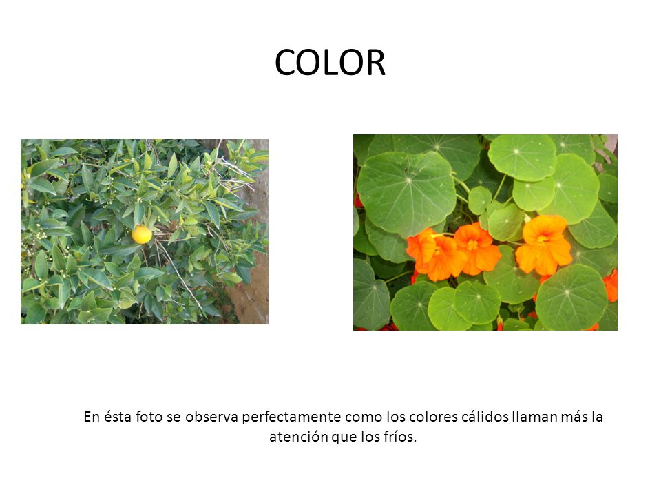 COLOR En ésta foto se observa perfectamente como los colores cálidos llaman más la atención que los fríos.
