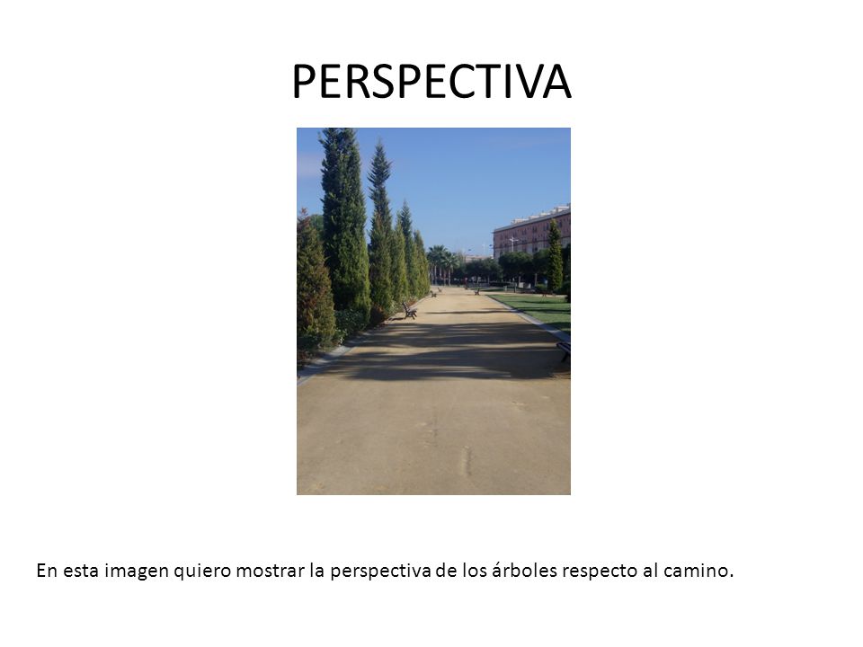 PERSPECTIVA En esta imagen quiero mostrar la perspectiva de los árboles respecto al camino.