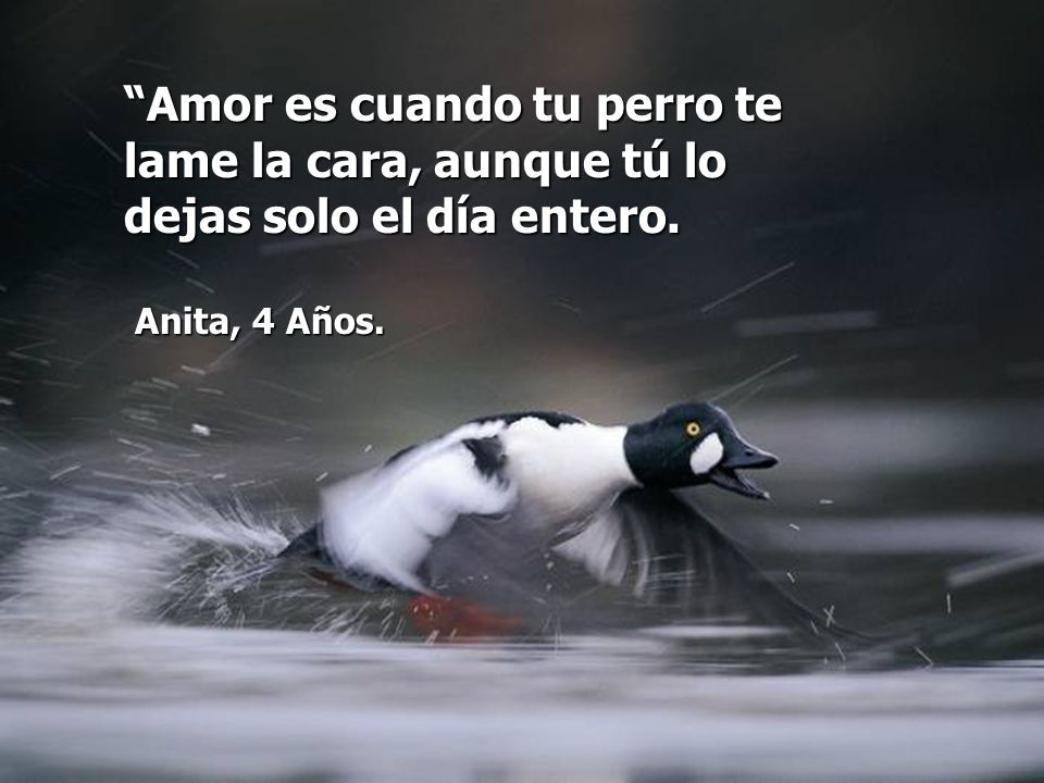 Amor es cuando tu perro te lame la cara, aunque tú lo dejas solo el día entero.