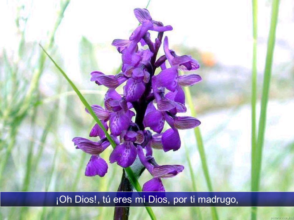¡Oh Dios!, tú eres mi Dios, por ti madrugo,