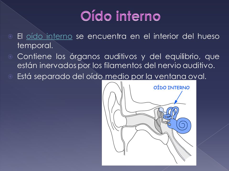 Oído interno El oído interno se encuentra en el interior del hueso temporal.