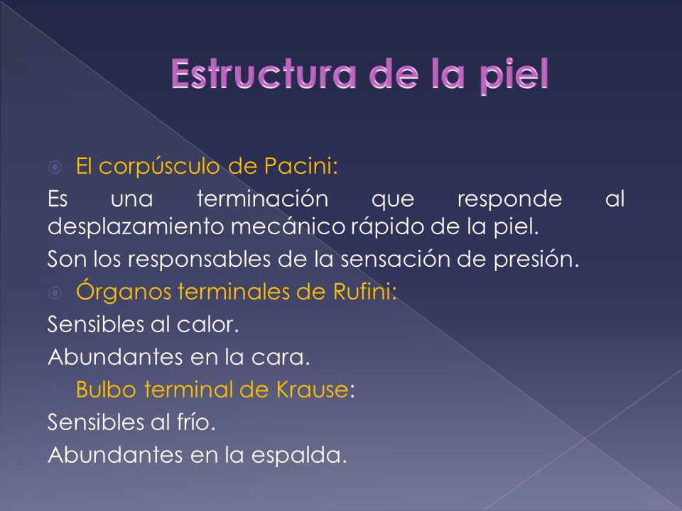 Estructura de la piel El corpúsculo de Pacini: