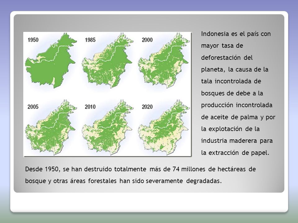 Indonesia es el país con mayor tasa de deforestación del planeta, la causa de la tala incontrolada de bosques de debe a la producción incontrolada de aceite de palma y por la explotación de la industria maderera para la extracción de papel.