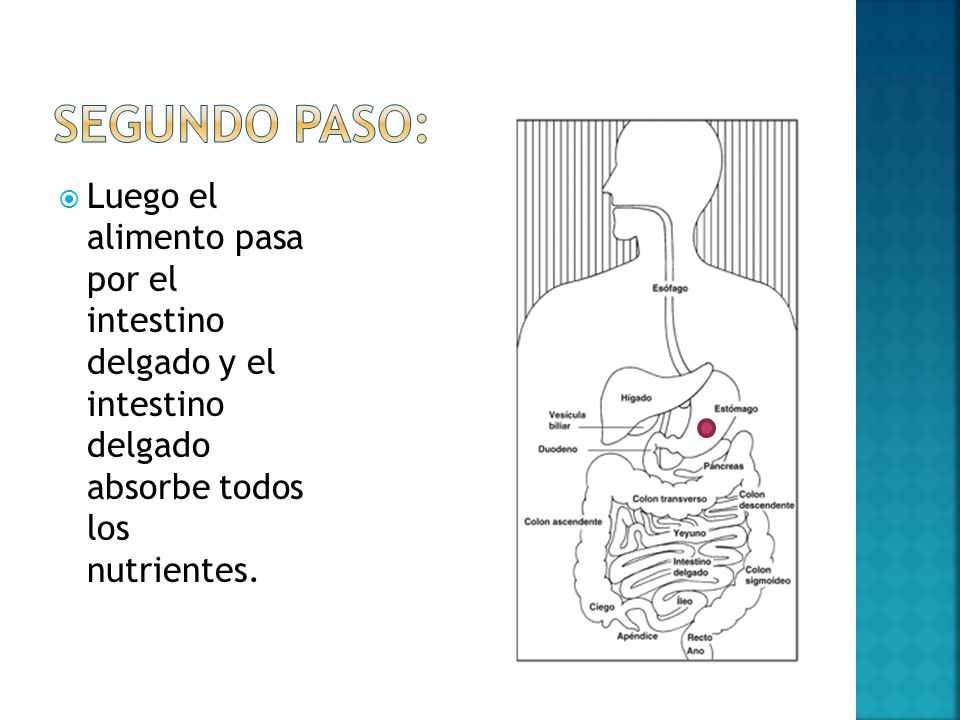 Segundo paso: Luego el alimento pasa por el intestino delgado y el intestino delgado absorbe todos los nutrientes.