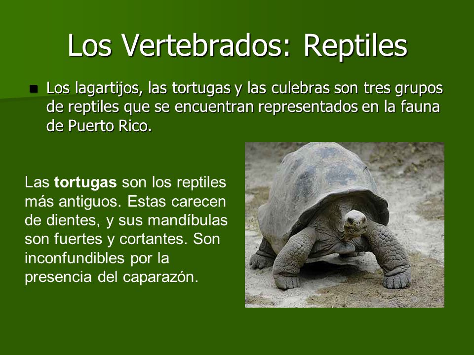 Los Vertebrados: Reptiles