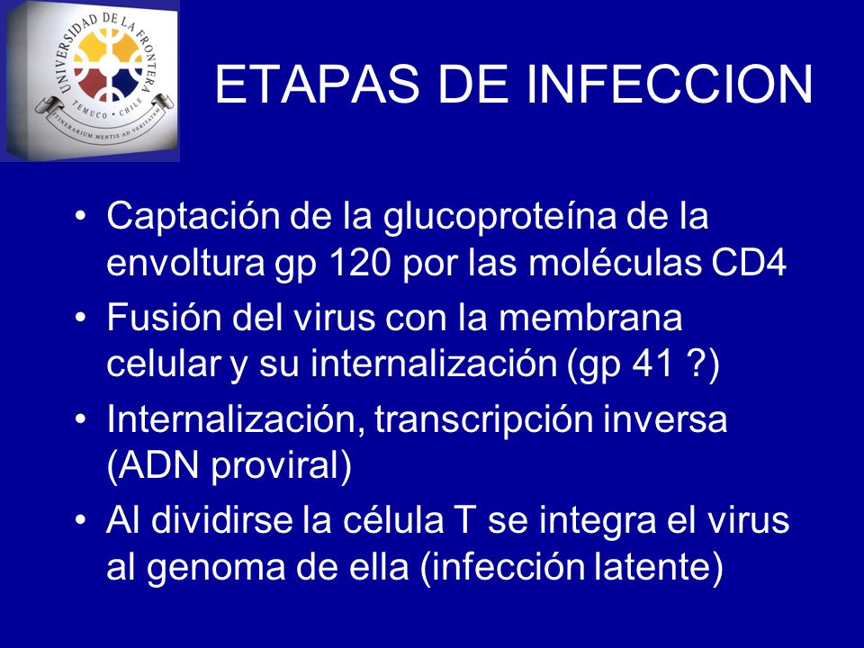 ETAPAS DE INFECCION Captación de la glucoproteína de la envoltura gp 120 por las moléculas CD4.