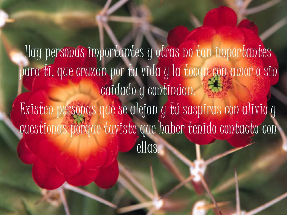 Hay personas importantes y otras no tan importantes para ti, que cruzan por tu vida y la tocan con amor o sin cuidado y continúan.
