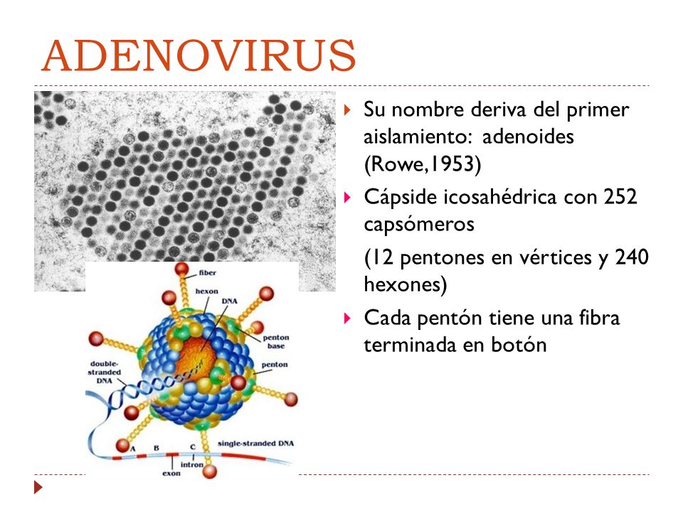 ADENOVIRUS Su nombre deriva del primer aislamiento: adenoides (Rowe,1953) Cápside icosahédrica con 252 capsómeros.