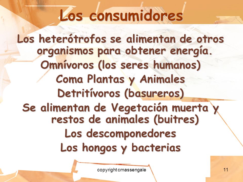 Los consumidores Los heterótrofos se alimentan de otros organismos para obtener energía. Omnívoros (los seres humanos)