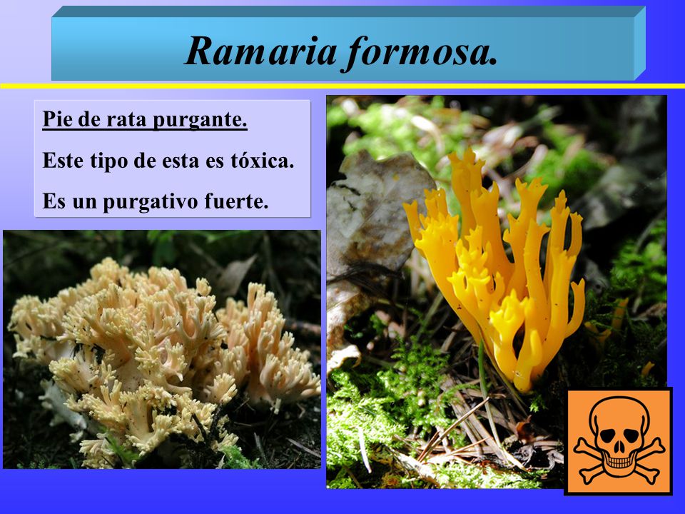 Ramaria formosa. Pie de rata purgante. Este tipo de esta es tóxica.