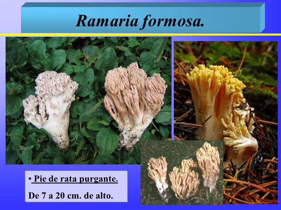 Ramaria formosa. Pie de rata purgante. De 7 a 20 cm. de alto.
