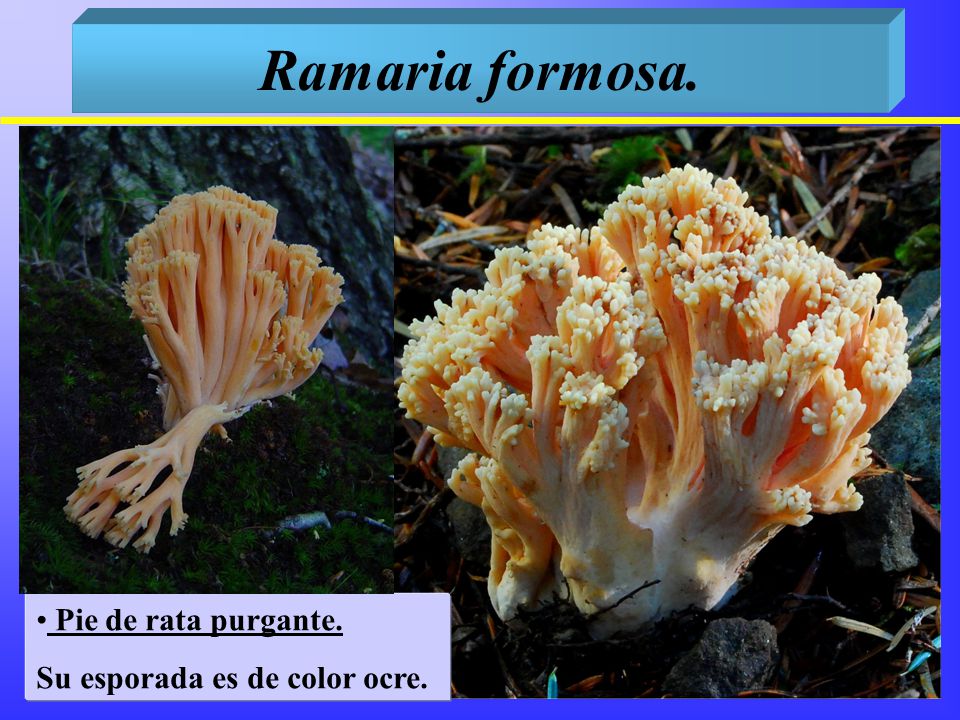 Ramaria formosa. Pie de rata purgante. Su esporada es de color ocre.