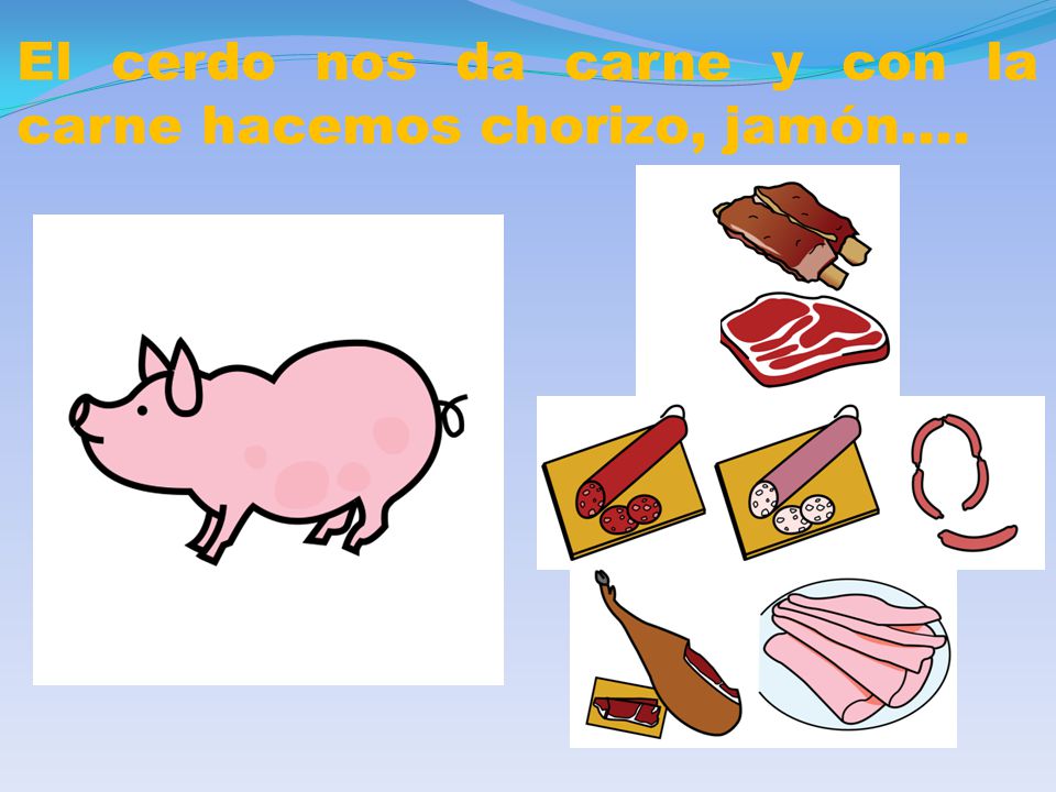 El cerdo nos da carne y con la carne hacemos chorizo, jamón….