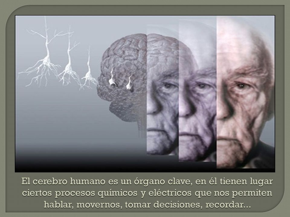 El cerebro humano es un órgano clave, en él tienen lugar ciertos procesos químicos y eléctricos que nos permiten hablar, movernos, tomar decisiones, recordar...