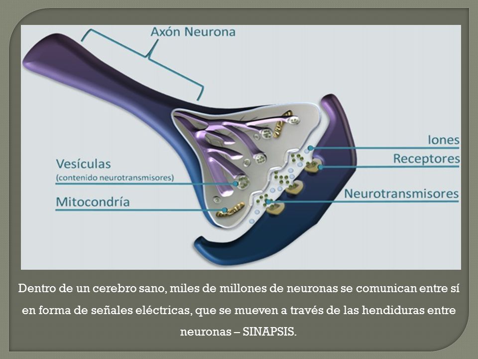 Dentro de un cerebro sano, miles de millones de neuronas se comunican entre sí constantemente. Estas Neuronas reciben mensajes en forma de señales eléctricas (por las dendritas) que viajan a través del axón hasta el final de la neurona. Las cargas eléctricas liberan unas sustancias químicas, los neurotransmisores, que se mueven a través de las hendiduras entre neuronas o sinapsis, y se unen a receptores en las dendritas de la neurona adyacente.