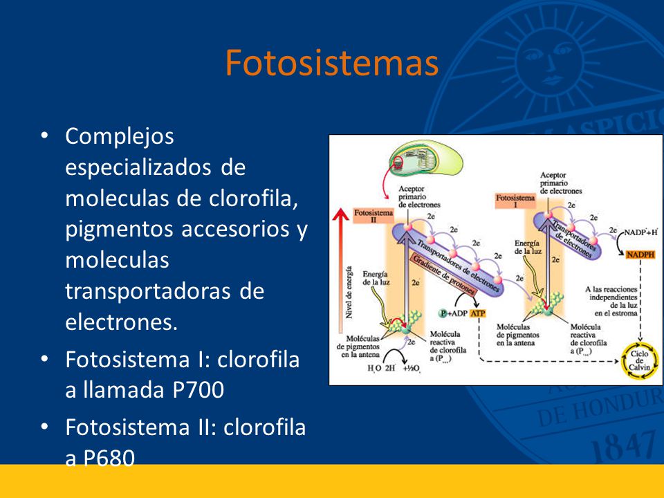 Fotosistemas Complejos especializados de moleculas de clorofila, pigmentos accesorios y moleculas transportadoras de electrones.