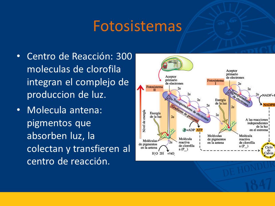 Fotosistemas Centro de Reacción: 300 moleculas de clorofila integran el complejo de produccion de luz.