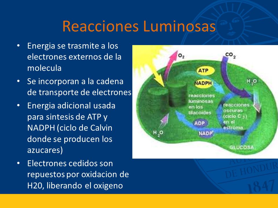 Reacciones Luminosas Energia se trasmite a los electrones externos de la molecula. Se incorporan a la cadena de transporte de electrones.