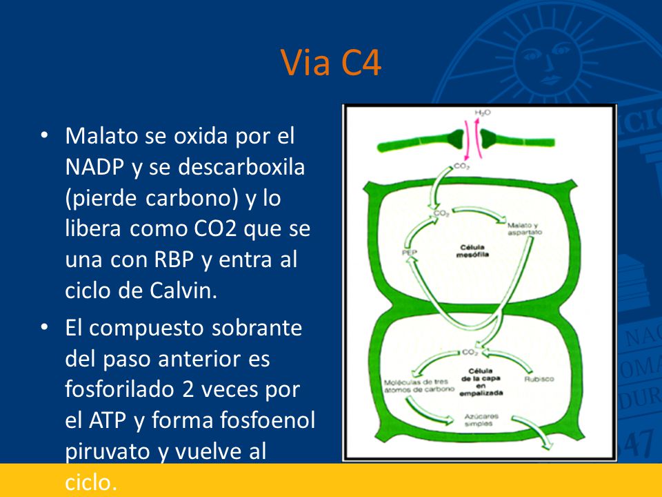 Via C4 Malato se oxida por el NADP y se descarboxila (pierde carbono) y lo libera como CO2 que se una con RBP y entra al ciclo de Calvin.
