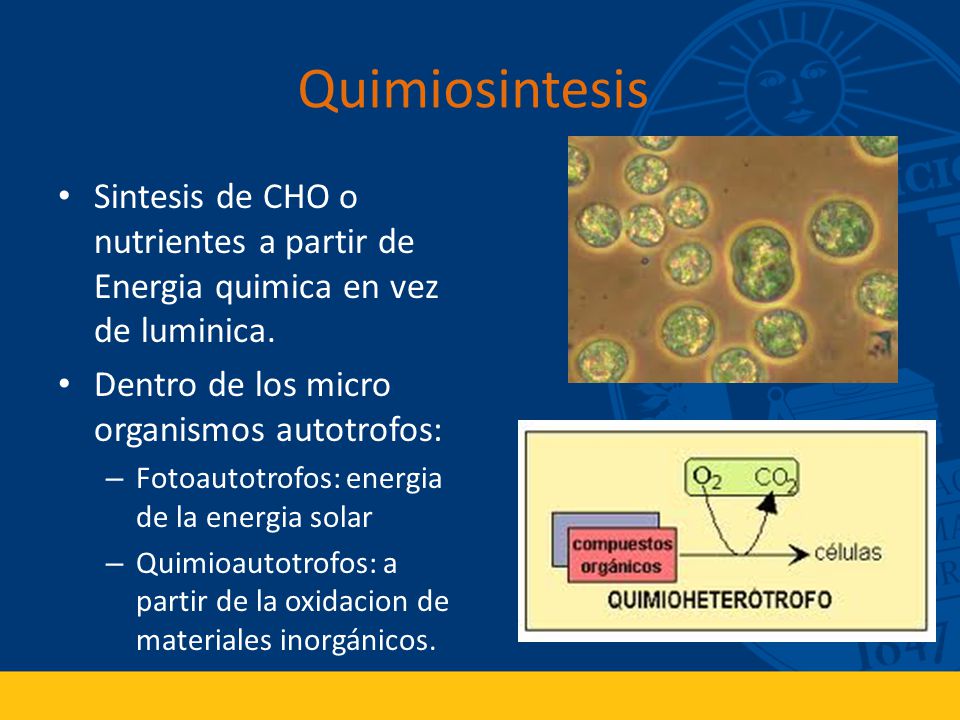 Quimiosintesis Sintesis de CHO o nutrientes a partir de Energia quimica en vez de luminica. Dentro de los micro organismos autotrofos: