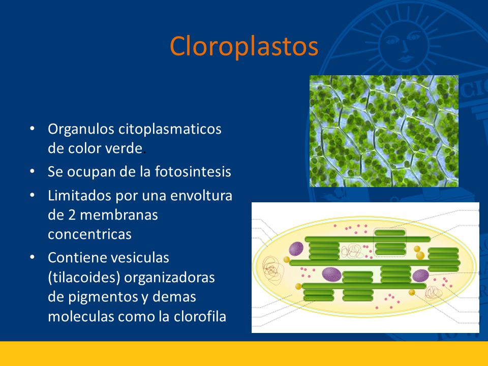 Cloroplastos Organulos citoplasmaticos de color verde.