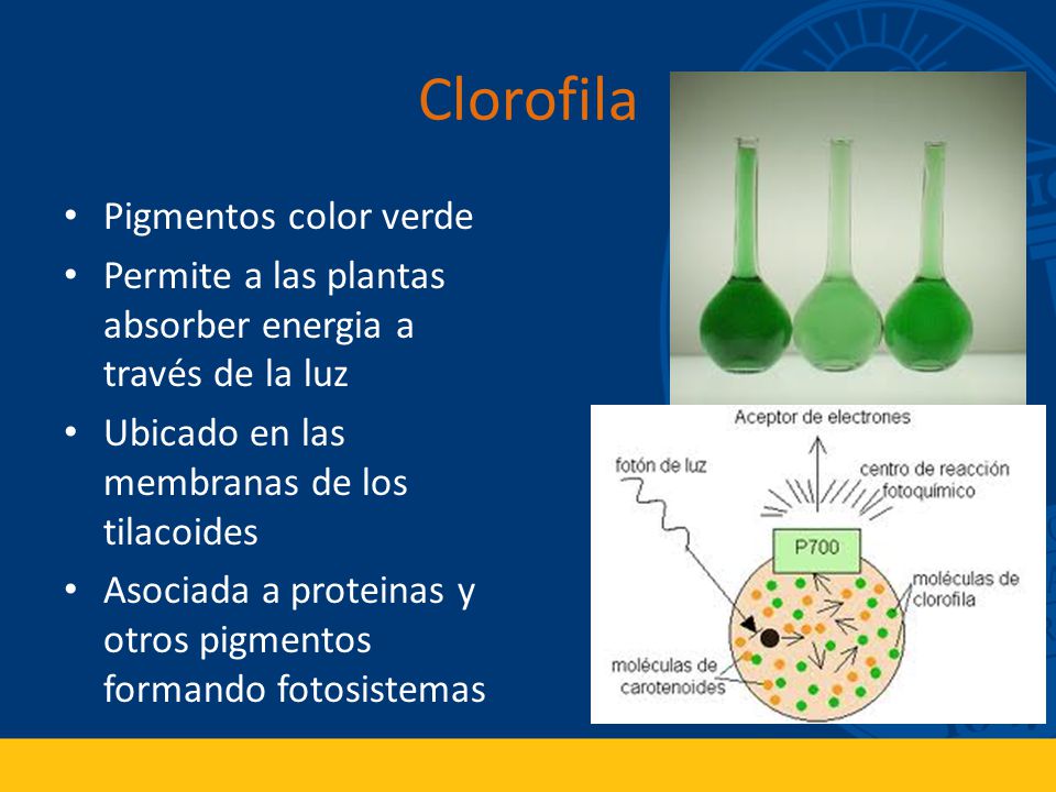 Clorofila Pigmentos color verde