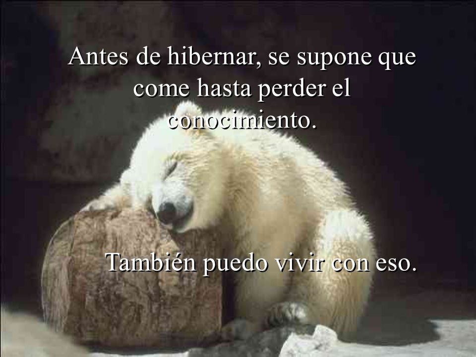 Antes de hibernar, se supone que come hasta perder el conocimiento.