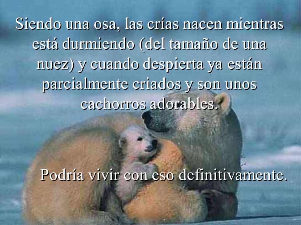 Siendo una osa, las crías nacen mientras está durmiendo (del tamaño de una nuez) y cuando despierta ya están parcialmente criados y son unos cachorros adorables.