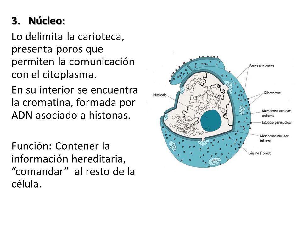 Núcleo: Lo delimita la carioteca, presenta poros que permiten la comunicación con el citoplasma.