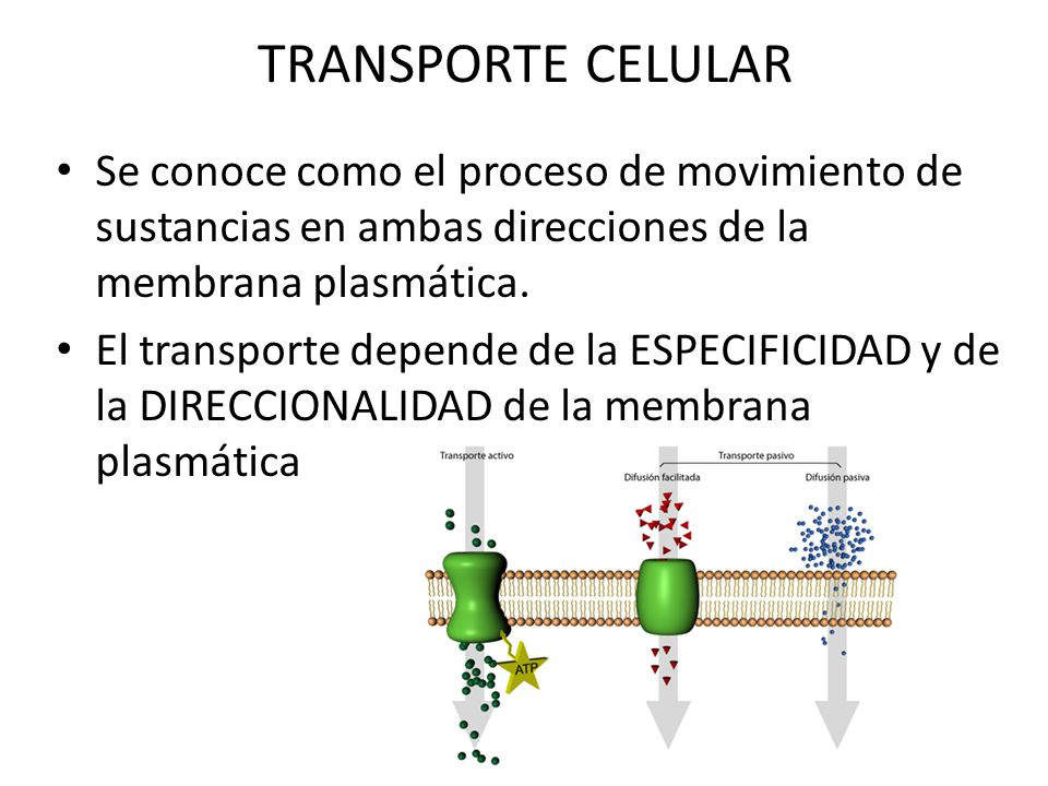 TRANSPORTE CELULAR Se conoce como el proceso de movimiento de sustancias en ambas direcciones de la membrana plasmática.