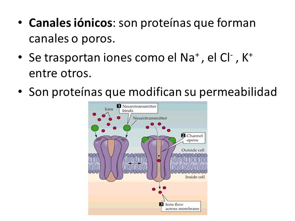 Canales iónicos: son proteínas que forman canales o poros.